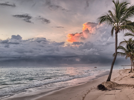 Seashore, sky and palm trees