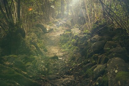 The waist is between the path in the forest