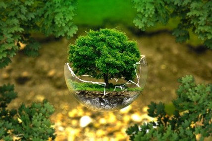 A tree inside a farm from a photography lens