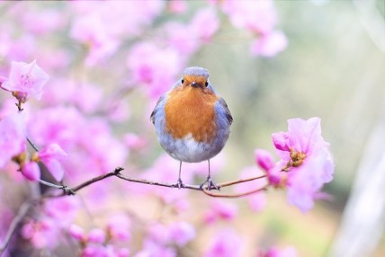 Rose tree and bird